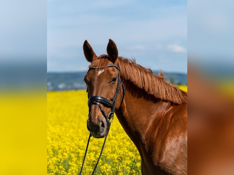 Hannoveraner Stute 17 Jahre 168 cm Fuchs in Plankstadt