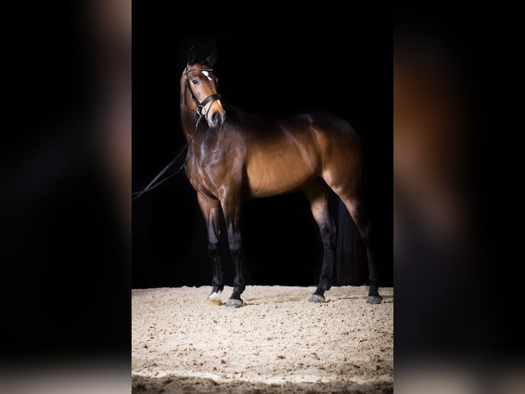 Hannoveraner Stute 17 Jahre 169 cm Brauner in Düren