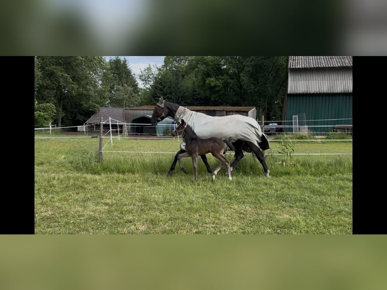 Hannoveraner Stute 17 Jahre 169 cm Dunkelbrauner in Mesum
