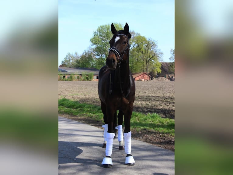 Hannoveraner Stute 17 Jahre 169 cm Dunkelbrauner in Mesum