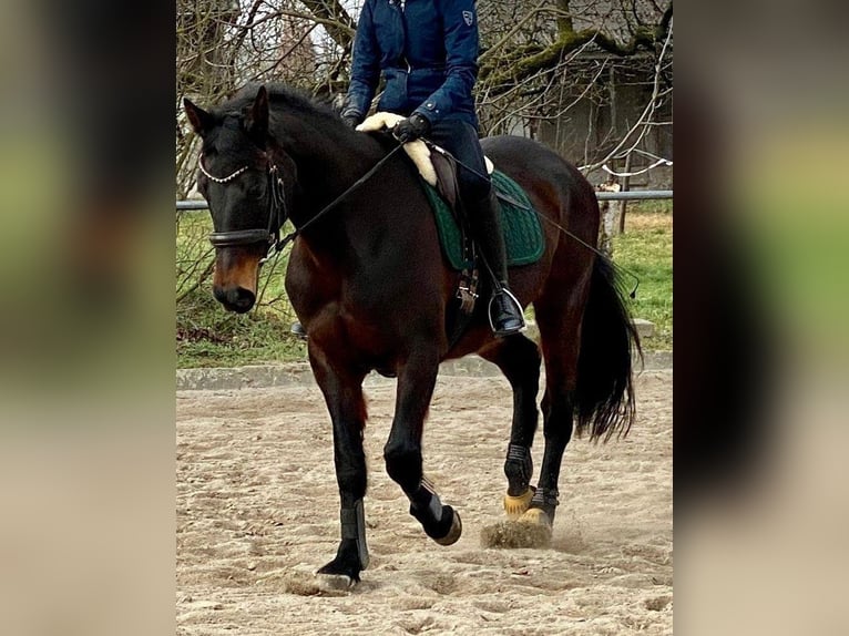 Hannoveraner Stute 17 Jahre 169 cm Rappe in Grenzach-Wyhlen