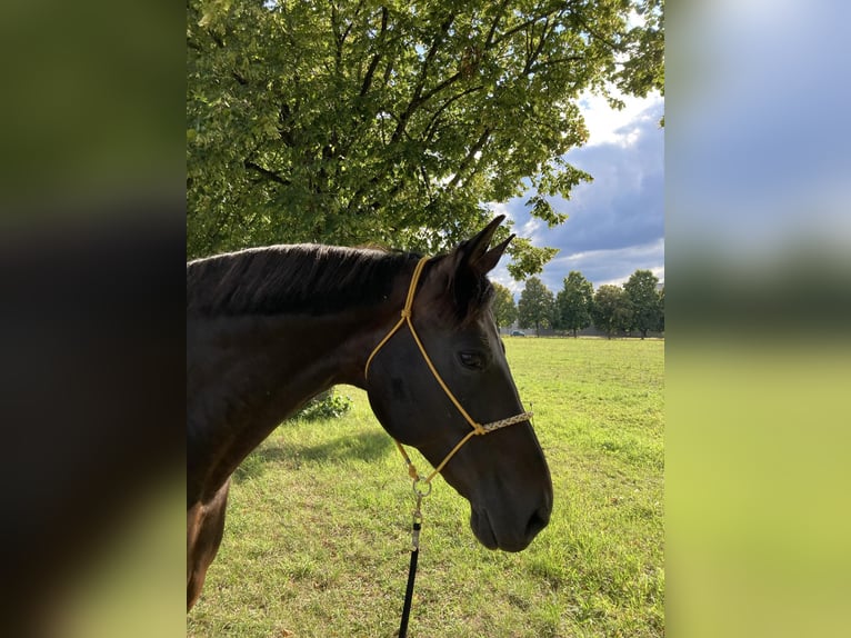 Hannoveraner Stute 17 Jahre 169 cm Rappe in Grenzach-Wyhlen
