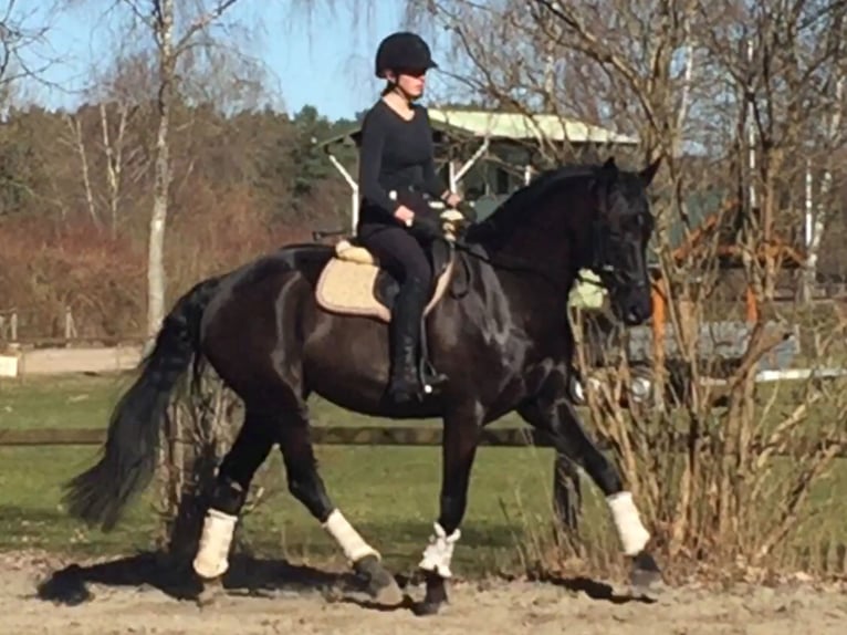 Hannoveraner Stute 17 Jahre 169 cm Rappe in Wedel