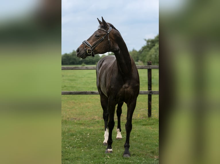 Hannoveraner Stute 17 Jahre 169 cm Schwarzbrauner in Garyp