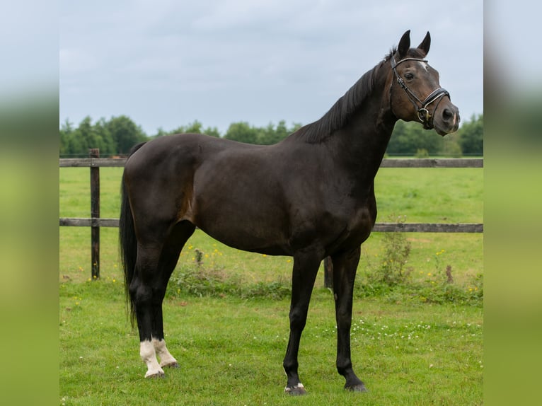 Hannoveraner Stute 17 Jahre 169 cm Schwarzbrauner in Garyp