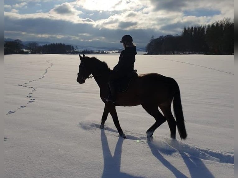 Hannoveraner Stute 17 Jahre 170 cm Brauner in Korbach