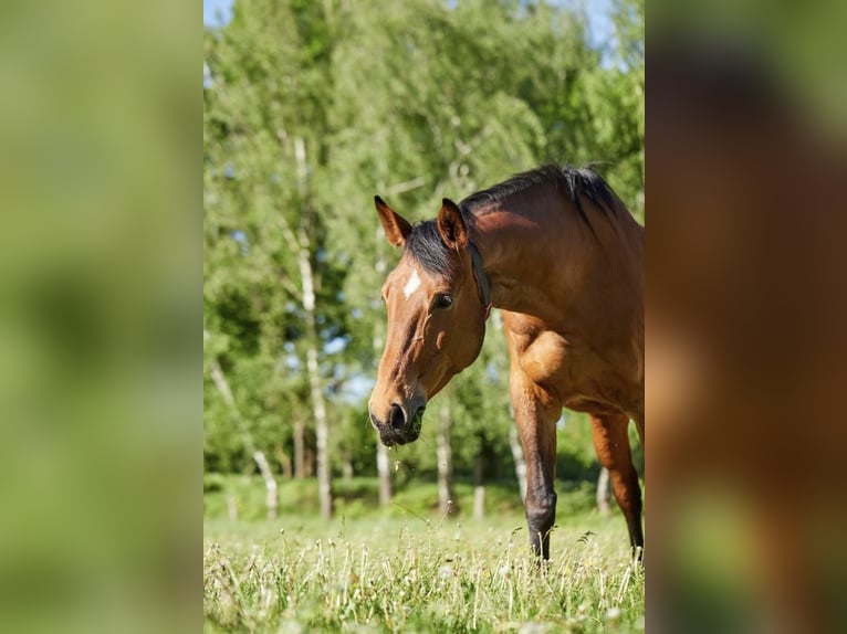 Hannoveraner Stute 17 Jahre 170 cm Brauner in Hannover
