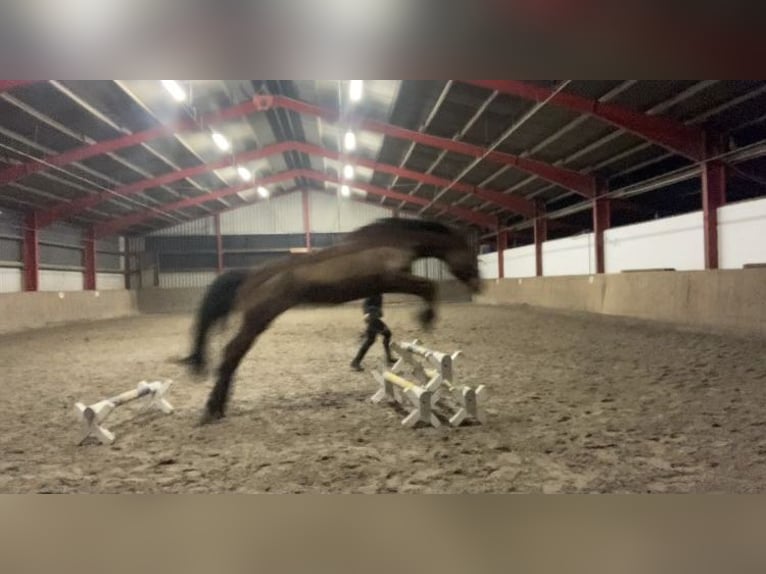Hannoveraner Stute 17 Jahre 170 cm Brauner in Hannover