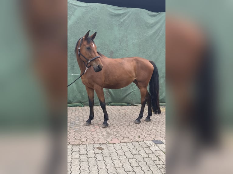 Hannoveraner Stute 17 Jahre 170 cm Brauner in Hannover