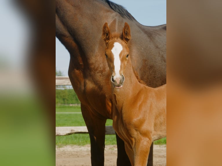Hannoveraner Stute 17 Jahre 170 cm Brauner in Oyten