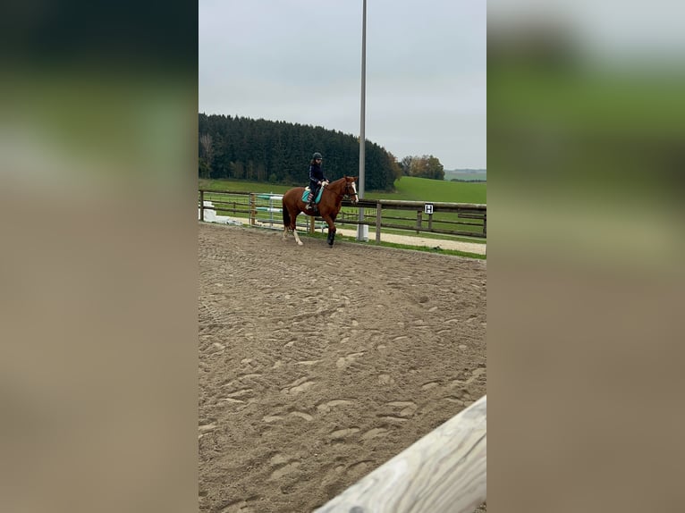 Hannoveraner Stute 17 Jahre 170 cm Fuchs in Markt Indersdorf
