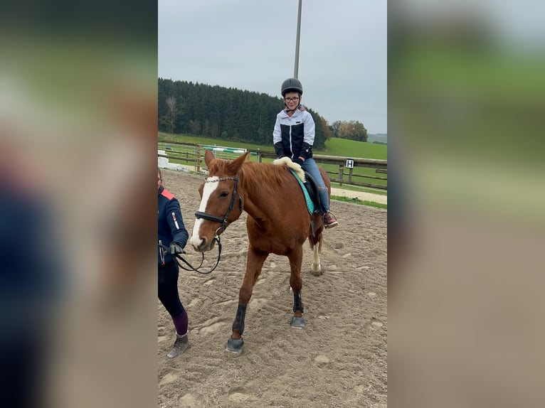 Hannoveraner Stute 17 Jahre 170 cm Fuchs in Markt Indersdorf