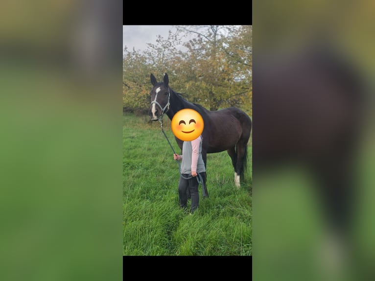 Hannoveraner Stute 17 Jahre 172 cm Brauner in Gutenstetten