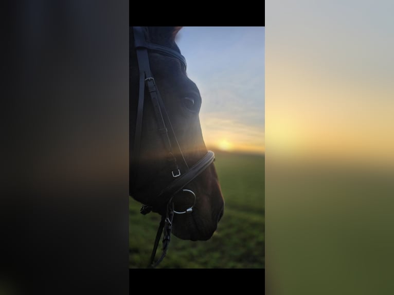 Hannoveraner Stute 17 Jahre 172 cm Brauner in Gutenstetten