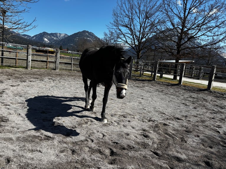 Hannoveraner Stute 17 Jahre 172 cm Dunkelbrauner in Reutte