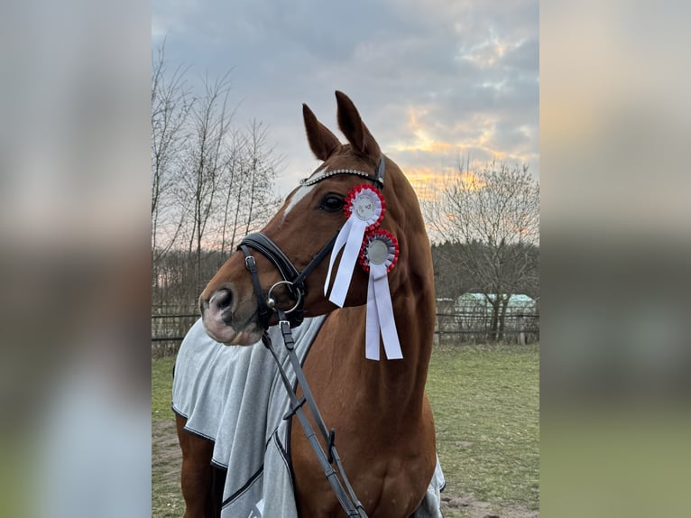 Hannoveraner Stute 17 Jahre 172 cm Fuchs in L&#xFC;dinghausen