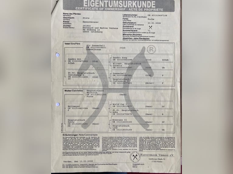 Hannoveraner Stute 17 Jahre 172 cm Fuchs in L&#xFC;dinghausen