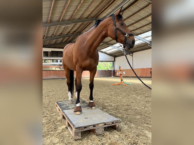 Hannoveraner Stute 17 Jahre 173 cm Brauner in Stuttgart