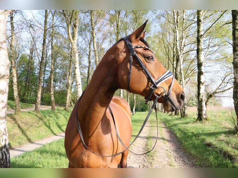 Hannoveraner Stute 17 Jahre 173 cm Brauner in Stuttgart