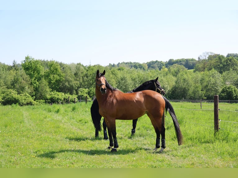 Hannoveraner Stute 17 Jahre 173 cm Brauner in Stuttgart