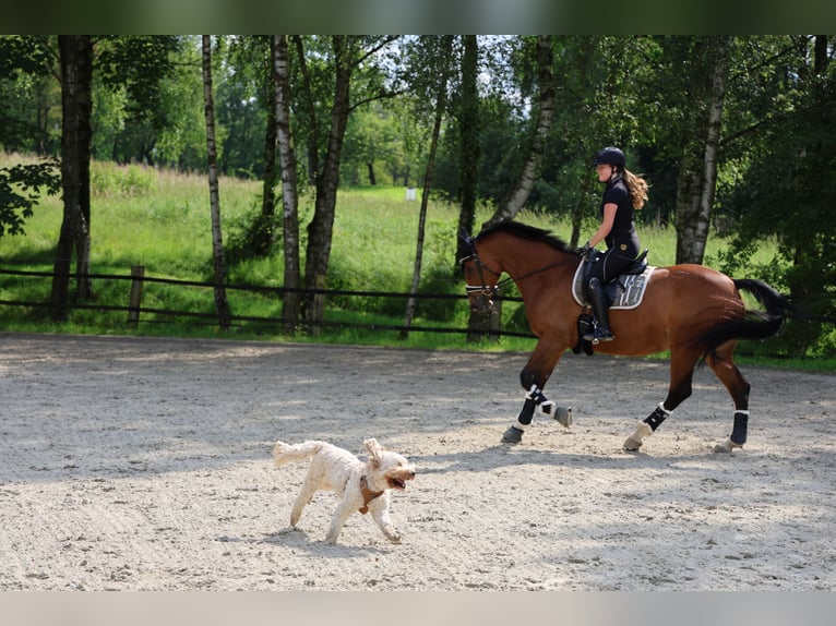 Hannoveraner Stute 17 Jahre 173 cm Brauner in Stuttgart