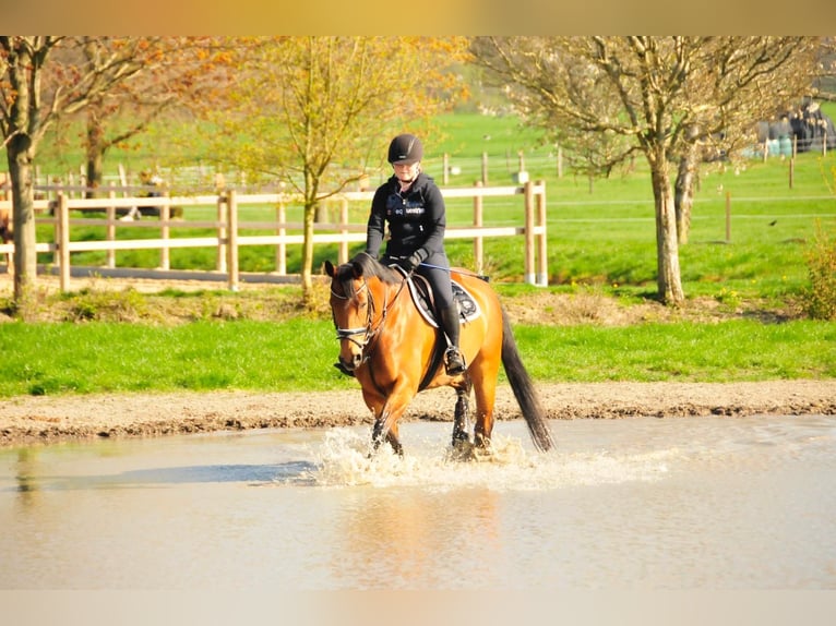 Hannoveraner Stute 17 Jahre 173 cm Brauner in Stuttgart