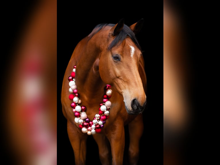 Hannoveraner Stute 17 Jahre 173 cm Brauner in Stuttgart