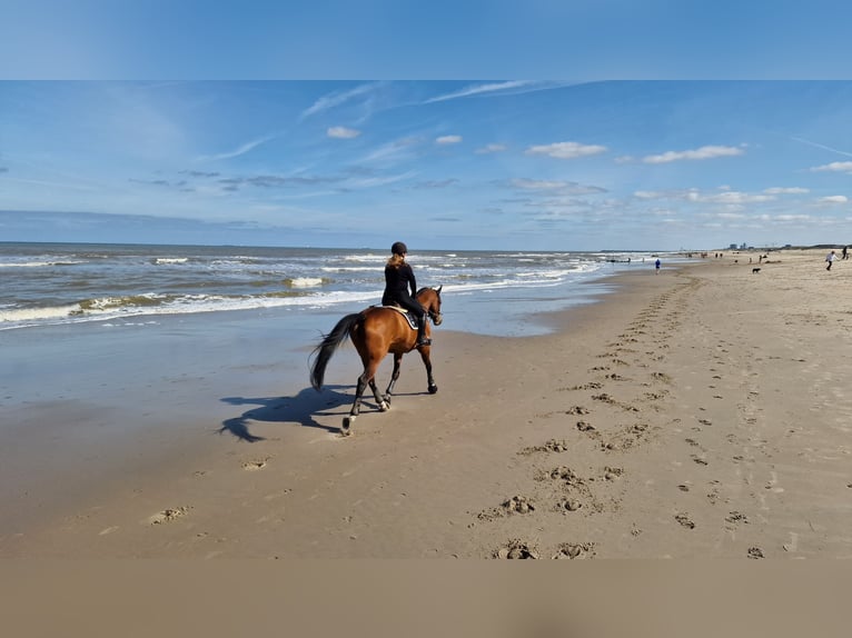 Hannoveraner Stute 17 Jahre 173 cm Brauner in Stuttgart