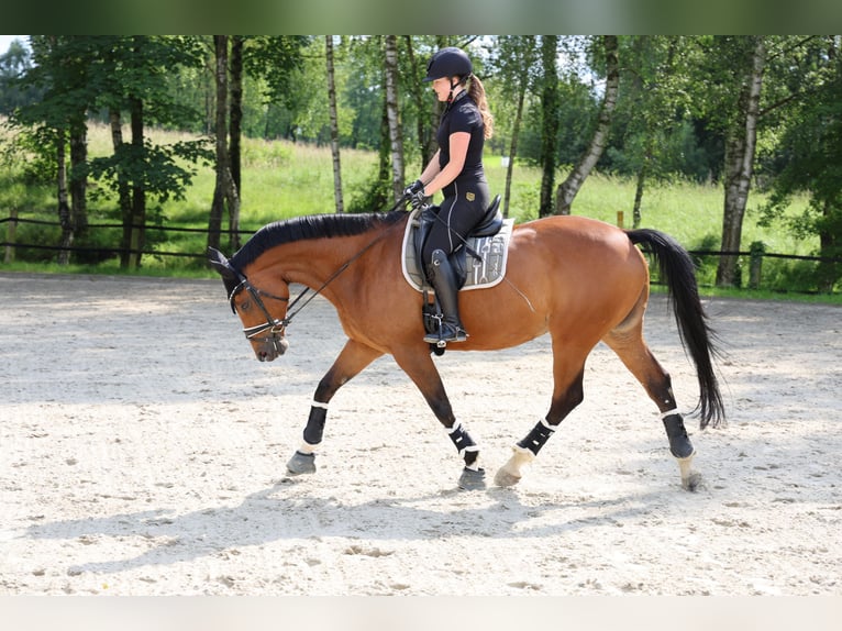 Hannoveraner Stute 17 Jahre 173 cm Brauner in Stuttgart