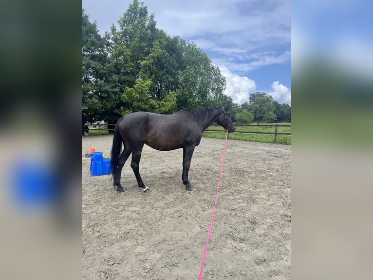 Hannoveraner Stute 17 Jahre 173 cm Brauner in Kisdorf