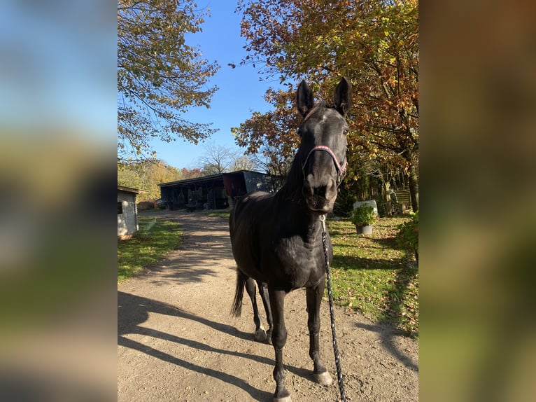 Hannoveraner Stute 17 Jahre 173 cm Brauner in Kisdorf
