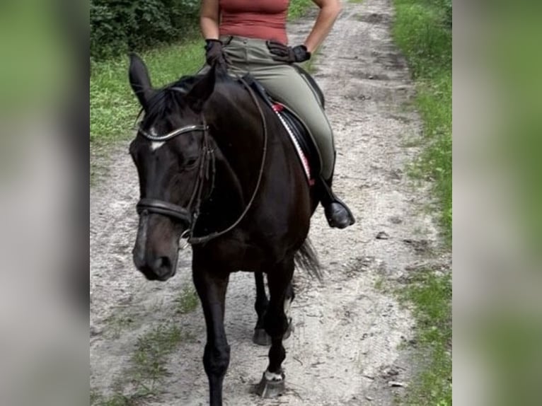 Hannoveraner Stute 17 Jahre 173 cm Dunkelbrauner in Perleberg