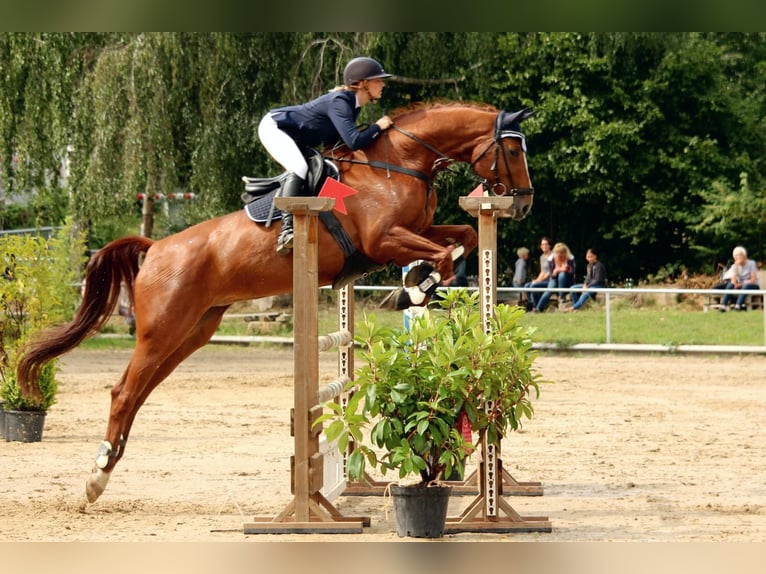 Hannoveraner Stute 17 Jahre 173 cm Fuchs in Hildesheim