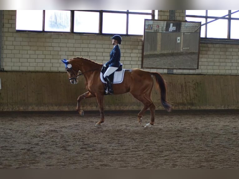 Hannoveraner Stute 17 Jahre 173 cm Fuchs in Hildesheim