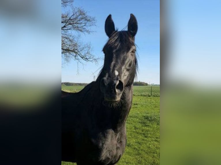 Hannoveraner Stute 17 Jahre 173 cm Rappe in Uelzen