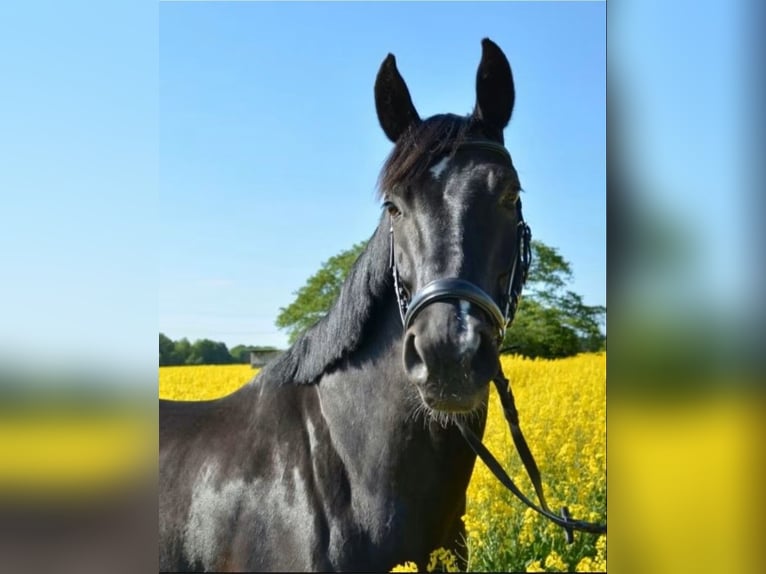 Hannoveraner Stute 17 Jahre 173 cm Rappe in Uelzen