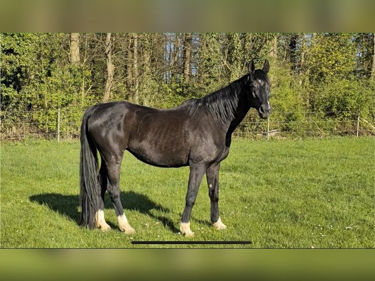 Hannoveraner Stute 17 Jahre 173 cm Rappe in Uelzen