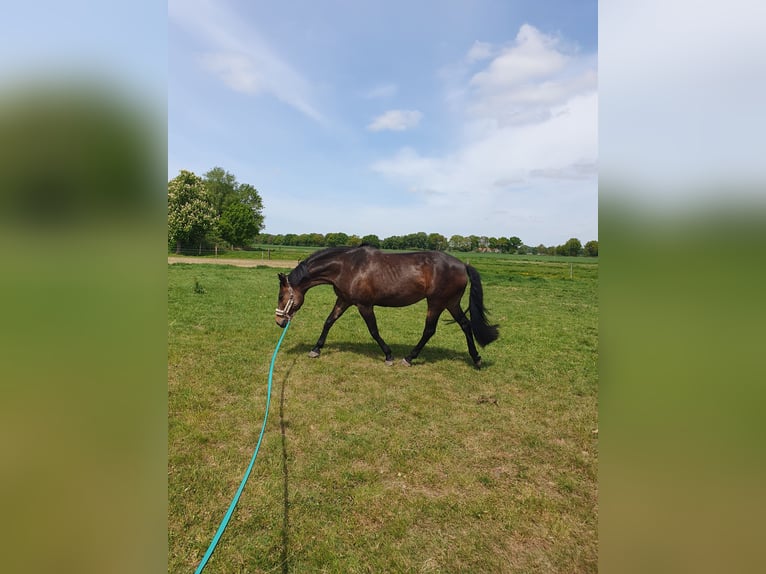 Hannoveraner Mix Stute 18 Jahre 156 cm Dunkelbrauner in Loxstedt