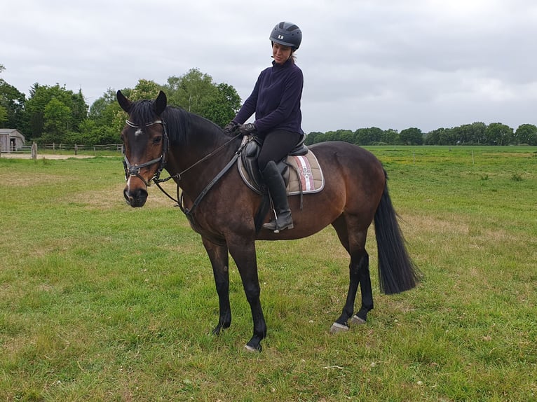 Hannoveraner Mix Stute 18 Jahre 156 cm Dunkelbrauner in Loxstedt