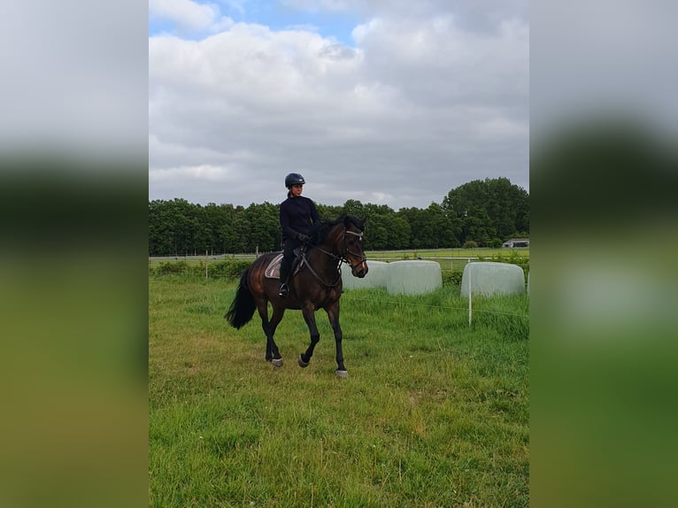 Hannoveraner Mix Stute 18 Jahre 156 cm Dunkelbrauner in Loxstedt