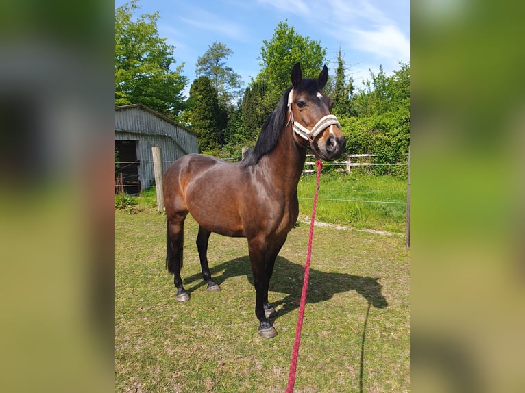 Hannoveraner Mix Stute 18 Jahre 156 cm Dunkelbrauner in Loxstedt