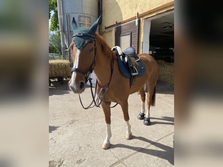 Hannoveraner Stute 18 Jahre 159 cm Fuchs in Dobersch&#xFC;tz