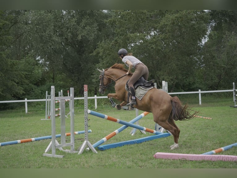 Hannoveraner Stute 18 Jahre 159 cm Fuchs in Dobersch&#xFC;tz