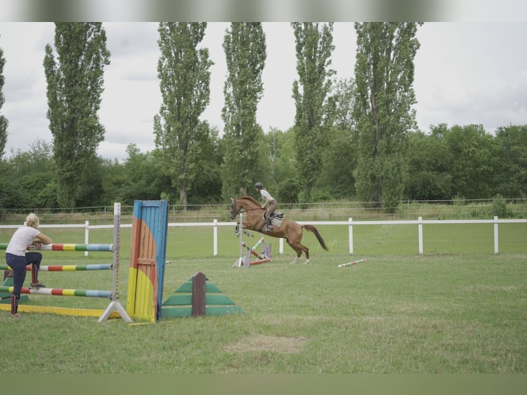Hannoveraner Stute 18 Jahre 159 cm Fuchs in Dobersch&#xFC;tz
