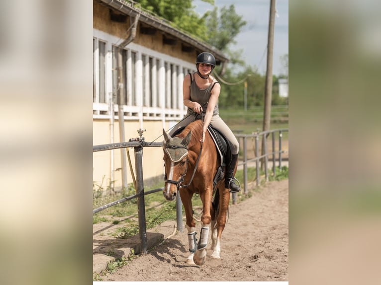 Hannoveraner Stute 18 Jahre 159 cm Fuchs in Dobersch&#xFC;tz
