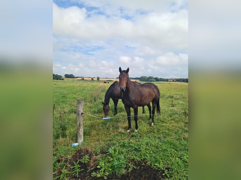 Hannoveraner Stute 18 Jahre 162 cm Dunkelbrauner in Rehna