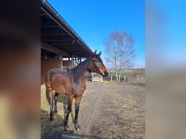 Hannoveraner Stute 18 Jahre 162 cm Dunkelbrauner in Rehna