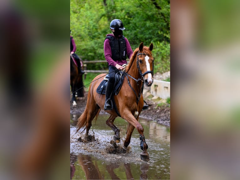 Hannoveraner Stute 18 Jahre 162 cm Fuchs in Goch