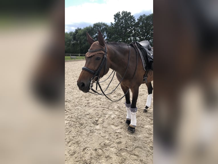 Hannoveraner Stute 18 Jahre 164 cm Brauner in eyendorf