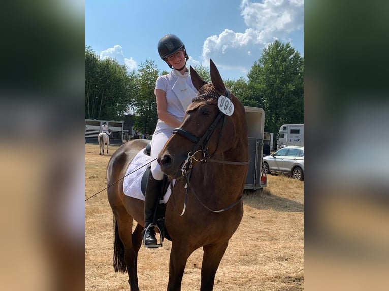 Hannoveraner Stute 18 Jahre 164 cm Brauner in eyendorf